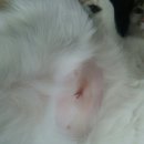 실이 그루밍 이미지