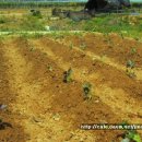 진산농장 이미지