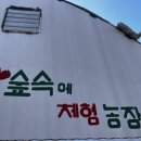 숲속에 딸기 이미지