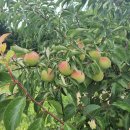 하늘농장6 이미지