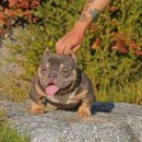 화이트 켄넬 이미지