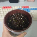 관수야관수 | 다이소 저면관수 화분 루꼴라 키우기 | 베란다 재배 방법