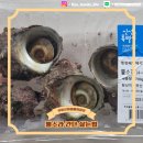 뿔소라 손질부터 삶는법, 먹는법까지 쉽게 따라하기! feat. GS더프레시
