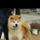 아키다