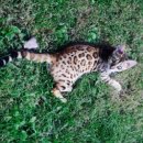 실버캐슬 캐터리 이미지