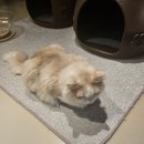 고양이사랑채 이미지