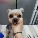 비비드그루밍 이미지