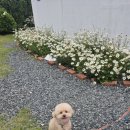 가을카페 - 미추홀구 석정로 437 | 슬도 데이지 보러 갔다가 힐링 🌼 애견동반 카페 봄여름가을 후기"