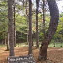 수타사로 | [강원 홍천] 천년고찰 수타사, 공작숲 산소길 트레킹 후기! (단풍 절정은 11월 초 예상)