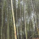 죽림원 이미지