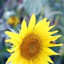 솔뫼농장 이미지