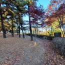 솔숲(매탄공원) 이미지