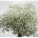 영원농장 이미지