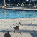 명심소프트 | Timeshare (타임셰어) 프로모션 후기