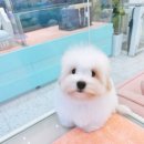 부산강아지분양 하이퍼피 이미지