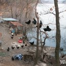 빼뽀참게 이미지