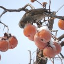 얼음&과자 - 남양주시 해밀예당2로 8 | 얼음&과자