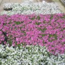 꽃 - 화해 이미지