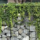 잔원유림 이미지