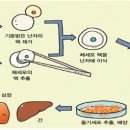 최신 미병의학 4강 - 인간 출생의 세계관, 인간출생의 인위적 과정, Ⅱ. 개체수준의 거시적(巨視的) 세계 이미지