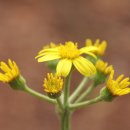 내미로리 이미지