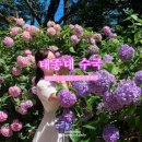 부산 수국 명소 태종대 수국개화상태 수국축제 주차장 다누비열차 분홍집 부산 영도 가볼만한곳