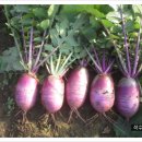 일반농장 이미지