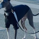 퍼피트랙 이미지