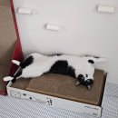 다산 | 여자 둘, 고양이와 함께 사는 일상 기록 | 잠실 나들이, 남양주 물의정원 피크닉 | 5월 첫째주