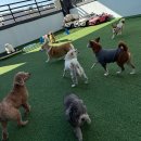 도기야드 이미지