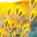 백의 Daum카페