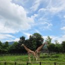 기린07-2 이미지