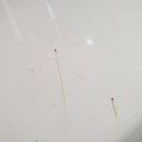 신중동스팀세차 이미지