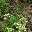 용문산자연휴양림 이미지