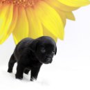 라페스타 동물병원 이미지