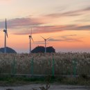 메이플라워 이미지