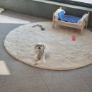 딩딩이발소 이미지