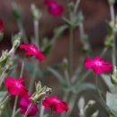 의령 청금정 이미지