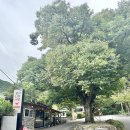 정자나무식당 이미지