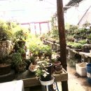 초림화원 Daum카페