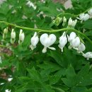 0406 금낭화 Bleeding heart 이미지