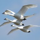 꿈의 비행 이미지