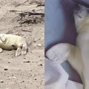 하얀강아지 이미지