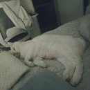 야탑서울동물병원 | 고양이 심장병 기록일지ㅣ③ 퇴원 후 기록, 그리고 서울동물심장병원 방문후기까지