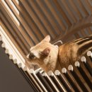 MODERN CAT 이미지