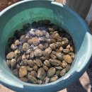 가족사랑체험펜션 | 태안 바다앞 펜션, 아이와 가기 좋은 오투오션펜션 (조개체험 가능)