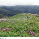 세계의 걷고 싶은 길 '일본 홋카이도 레분섬' 이미지