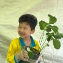 군산꽁보리 이미지