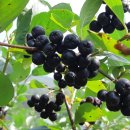 마하나임농장 이미지