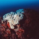 인구 리조트 이미지